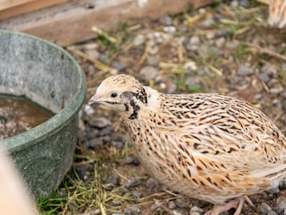 Tiere am Hof 2