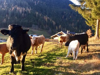 Ku?he mit Haus_Herbst 2020