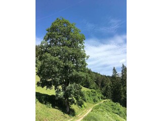 Wege ums Haus 2