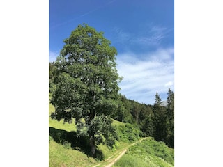 Wege ums Haus 2