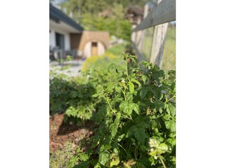 Himbeeren zum Verkosten