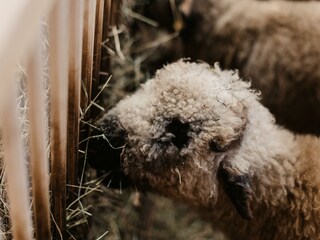 15-12-2021_SelinaFlaschPhotography-54