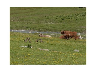 Beim Wandern der Harmony begegnen