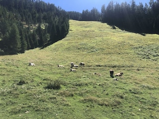 Sommerimpression Graukogel Bad Gastein