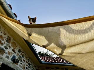 Kalivi Elena Hauskatze Bruce