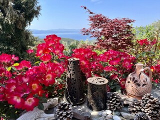 Kalivi Elena im Frühling.