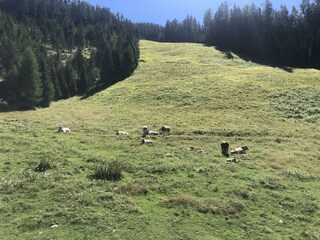 Sommerimpression Graukogel Bad Gastein