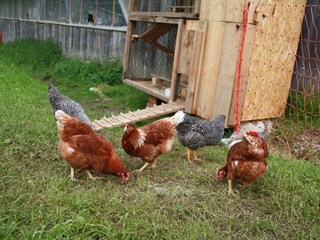 Hühner am Lämmerhof