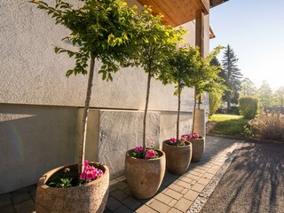 Zierkirschbäume