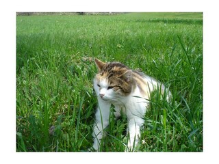 Unser Kätzchen Tiger