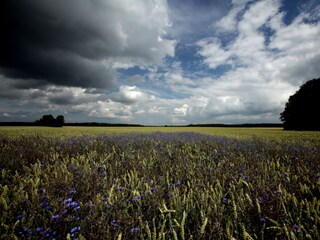 Feld