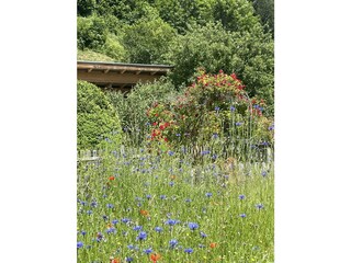 Blumenwiese_vor_Carport