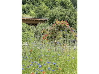 Blumenwiese_vor_Carport