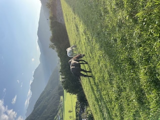 Pferdeweide