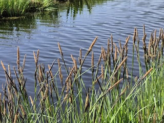 Natur im Thurbruch