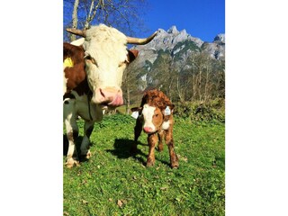 Urlaub am Bauernhof