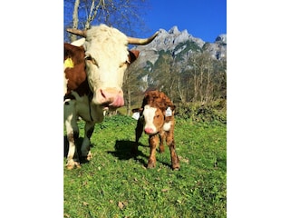 Urlaub am Bauernhof