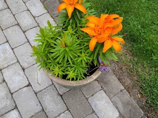 Ferienhaus Hou Außenaufnahme 5