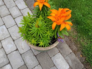 Vakantiehuis Hou Buitenaudio-opname 13