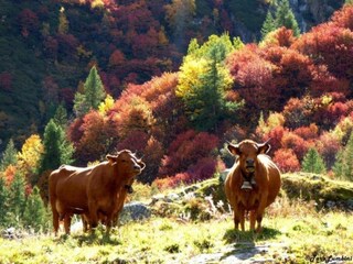 Holiday park Peisey-Nancroix Environment 49