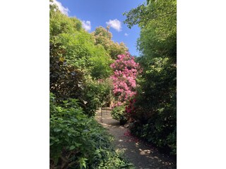 Blütenmeer im Park