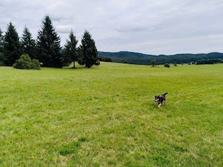 Gasthund genießt die Landschaft