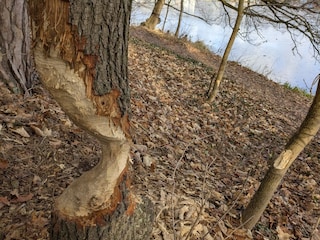 Biberwerk am Flakensee