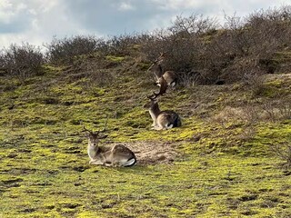 Holiday house Zandvoort Environment 30