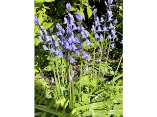 Wir lieben Pflanzen und Blumen