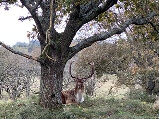 Wild deer are often seen around Zandvoort