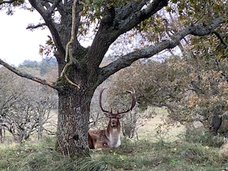 Wilde Hirsche lassen sich hier häufig beobachten