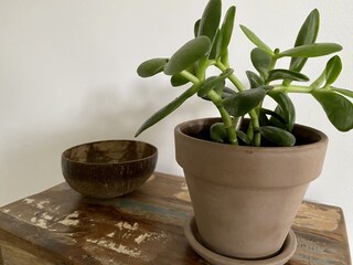 Wir lieben Pflanzen und Blumen