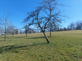 Forest and meadows in front of the apartment