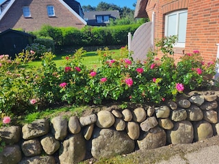 typische Sylter Gartengestaltung