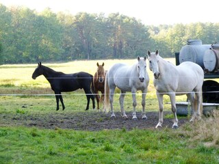 Vakantiehuis Storkow/Mark Omgeving 31
