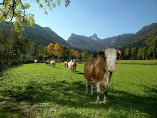 Apartment Laufen an der Salzach Umgebung 19