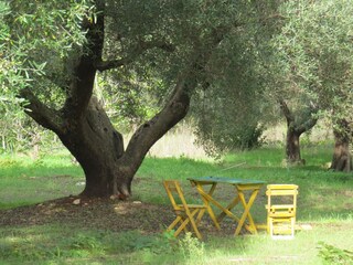 Shade under the olive trees