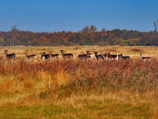 Naturgebiet Vroongronden bei Renesse