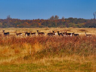 Naturgebiet Vroongronden bei Renesse