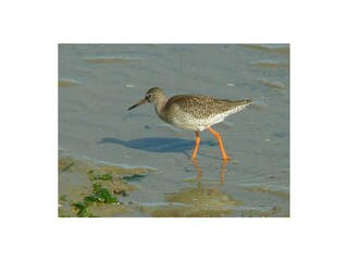 Vakantiehuis Brouwershaven Omgeving 22