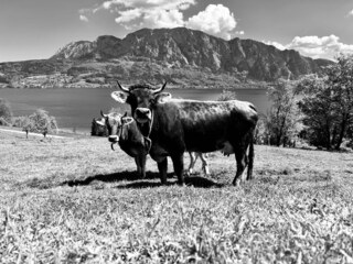 unsere Weidetiere