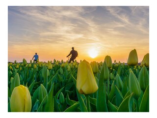 Chalet Noordwijk Environment 19