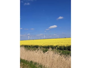 Rapsfeld in der Krummhörn