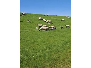 Casa per le vacanze Pewsum Ambiente 24
