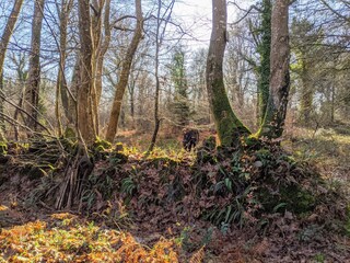 Casa per le vacanze Vesly Ambiente 34