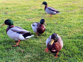 Ducks