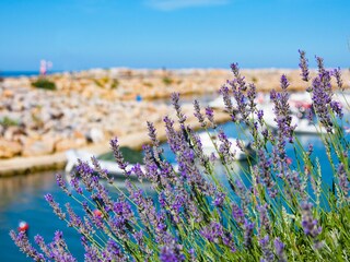 Holiday apartment Argelès-sur-Mer Environment 27