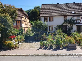 Fensterausblick auf insektenfreundliche Pflanzen