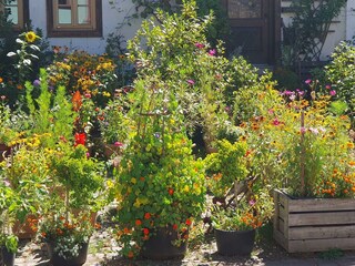 Nachbars insektenfreundliche Pflanzen