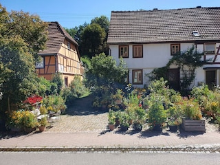 Fensterausblick auf insektenfreundliche Pflanzen